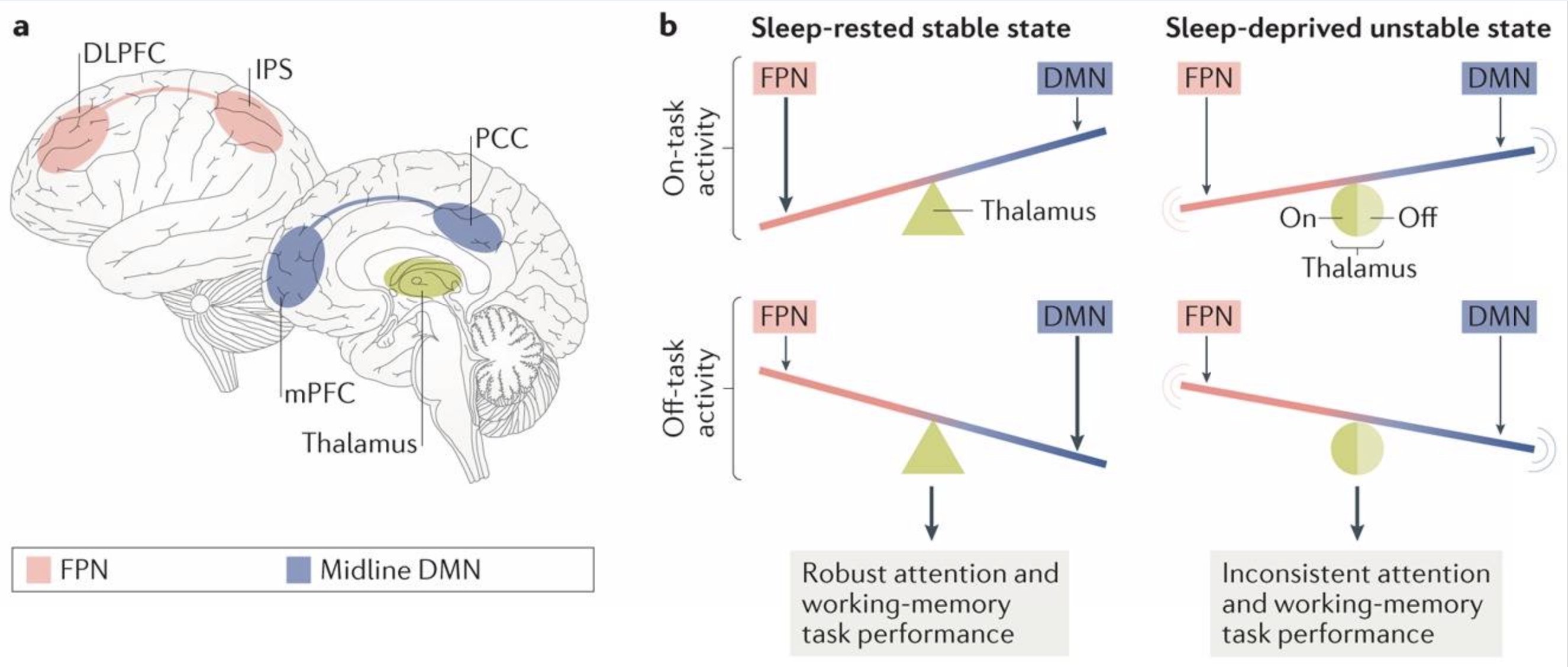 Sleeping brains. Brain Effect Sleep. Stages of Sleep диаграмма. Сон и мозг. Sleep deprived Brain.