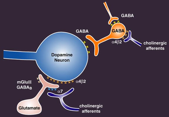 what-does-the-neurotransmitter-gaba-do-physiology-gaba-statpearls