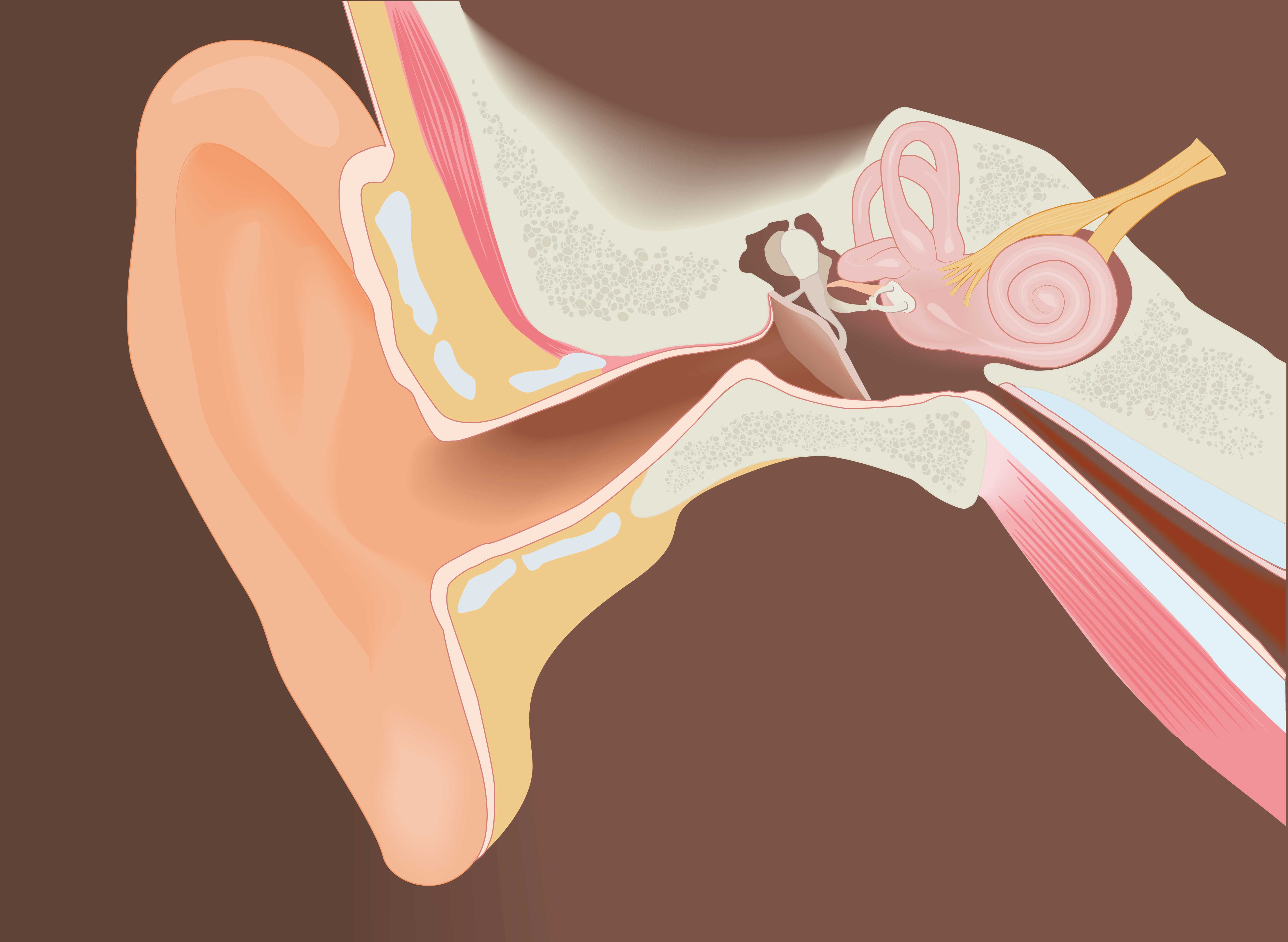 После чистки ушей заложило ухо что делать. Наружный отит серная пробка. Анатомия уха серная пробка.