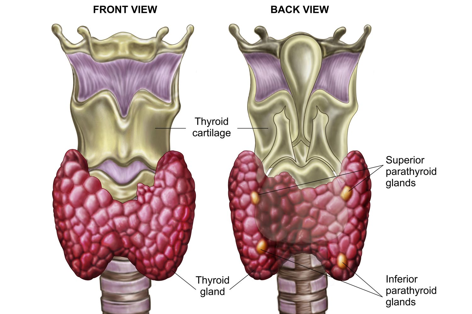 В какой полости расположена щитовидная железа. Строение щитовидной железы и паращитовидных желез. Щитовидная и паращитовидная железы анатомия. Строение щитовидной и паращитовидной железы. Anatomia паращитовидная железа.