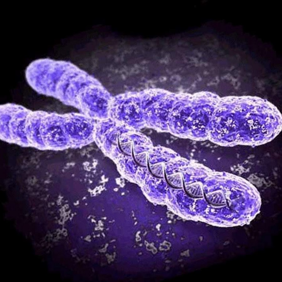 Наследственный материал хромосомы. Хромосома. Хромосомы картинки. Двойная женская хромосома. X И Y хромосомы.